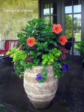 Hibiscus, Coleus or Sweet Potato Vine, Petunias. Container Designs landscape Fall Gardening, Gardening Plants, Container Design, Outdoor Flowers, Garden Containers, Container Flowers, Flower Planters, Autumn Garden, Hibiscus Flowers