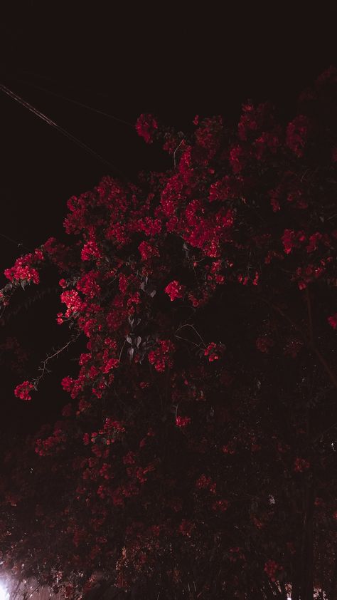 Flowers, Red, Black