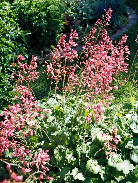 Jacob's Ladder Perennial Border Plants, Florida Gardening, Coral Bells, Best Perennials, Perennial Border, Cottage Garden Plants, Border Plants, Have Inspiration, Clay Soil