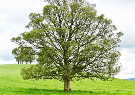 Family Tree Background, Juglans Nigra, June Flower, Fruit Bearing Trees, English Walnut, Garden Rake, Walnut Tree, Single Tree, Plant Diseases