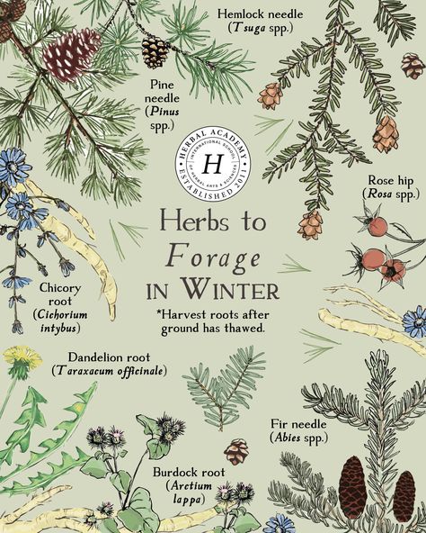 Your Guide to Winter Foraging | Herbal Academy | We're inviting you out into the quiet world and beckoning you away from your snug nest to go with us on a winter foraging journey. Winter Herbalism, Forager Aesthetic, Pnw Foraging, Foraging Uk, Foraging Aesthetic, Herbalism Aesthetic, Herbalism For Beginners, Winter Foraging, Winter Herbs