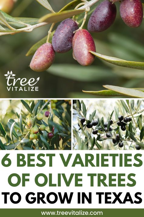 6 Best Varieties of Olive Trees to Grow in Texas Texas Olive Tree, Growing Olive Trees In Pots, How To Grow Olives, Texas Homestead, Olive Tree Care, Raised Veggie Gardens, Olive Trees Landscape, Arbequina Olive Tree, Texas Gardens