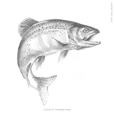 Fish trout sketch drawing www.buildfishinglures.com www.pennylure.com Trout Sketch, Hunting Drawings, Trout Tattoo, Trout Art, Fish Sketch, Koi Fish Drawing, Fly Fishing Art, Sketch Photoshop, Two Fish