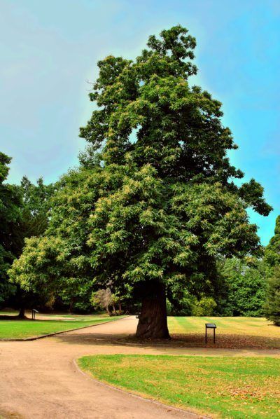 European Chestnut Care: Tips For Growing Sweet Chestnut Trees - Great forests of American chestnut trees died from chestnut blight, but their cousins across the seas, European chestnuts, continue to thrive. Beautiful shade trees in their own right, they produce most of the chestnuts Americans eat today. Learn more about them here. Beds Aesthetic, Finger Quotes, Sweet Chestnut Tree, Hairstyles Work, Cartoon Inspiration, Cafe Breakfast, Chestnut Tree, Juniper Tree, American Chestnut