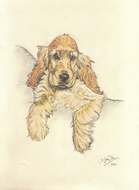 Cocker spaniel pup, pen and ink. Working Cocker Spaniel Drawing, Watercolor Cocker Spaniel, Cocker Spaniel Art Illustration, English Cocker Spaniel Drawing, Cocker Spaniel Drawing Easy, Cute Dog Drawing Sketches, Cocker Spaniel Sketch, Cocker Spaniel Drawing, Cocker Spaniel Painting