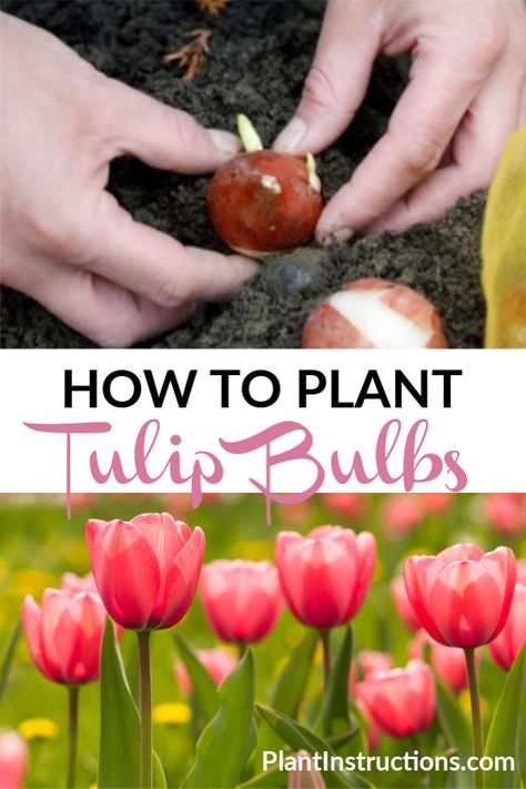 Fall Bulb Planting, When To Plant Tulips, Planting Tulip Bulbs, Growing Tulips, Gardening Guide, Planting Tulips, Fall Bulbs, Tulip Bulbs, Tulips Garden