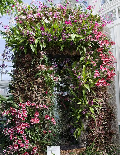 Training Vines, Garden Arches, Vertical Garden Diy, Tropical Garden Design, Orchids Garden, Home Garden Design, Magical Garden, Hanging Garden, Beautiful Orchids