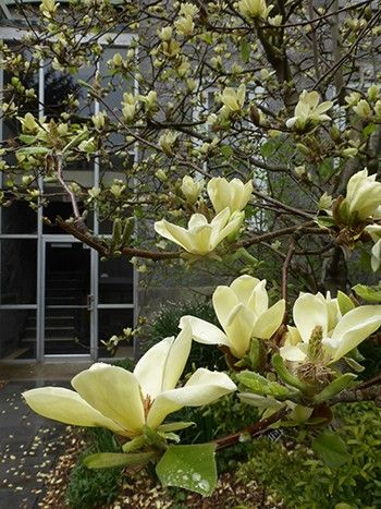 Yellow Magnolias | Scott Arboretum Magnolia Tree Landscaping, Magnolia Bush, Yellow Magnolia, Tulip Magnolia, Magnolia Green, Flowers Last Longer, Yellow Lantern, Pink Dogwood, Orange Tulips