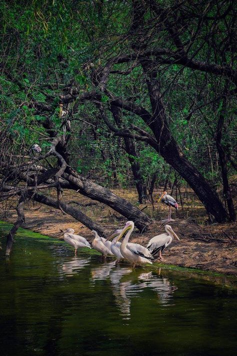 Vedanthangal bird sanctuary near Chennai. Bird Sanctuary Ideas, Models Architecture, Horoscope Tattoos, Concept Models Architecture, Bird Sanctuary, Most Beautiful Birds, Wildlife Sanctuary, Photo Tree, Bird Photo