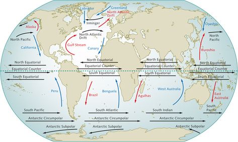 The world’s large ocean currents are also influenced by the prevailing winds. Warm ocean currents are red, and cold currents are shown in blue. Ocean Currents Map, Indian Geography, Earth Systems, Atmospheric Circulation, Basic Geography, Ocean Surface, Earth's Rotation, Upsc Notes, 3d Globe