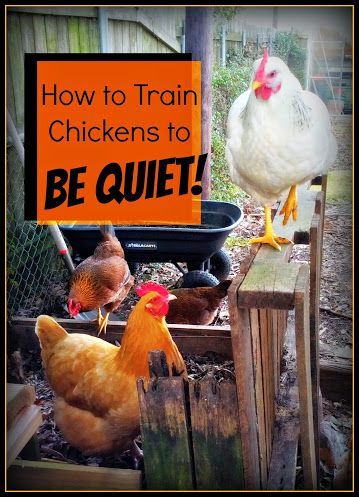 Greneaux Gardens: How to Train Chickens to BE QUIET! If you have a screamer like I do, here is an easy way to keep the volume down. My neighbors will love me :) gardening on a budget #garden #budget Training Chickens, Portable Chicken Coop, Urban Chickens, Chicken Life, Chicken Health, Best Chicken Coop, Raising Backyard Chickens, Keeping Chickens, Building A Chicken Coop