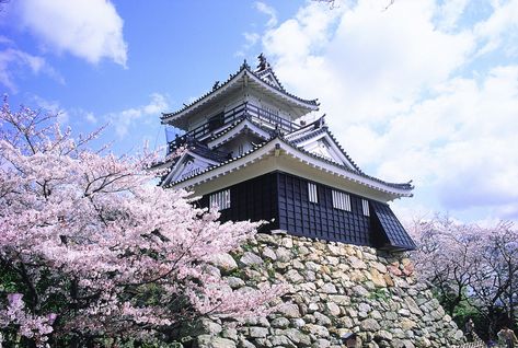 Developed City, Mikan Mandarin, Shizuoka Japan, Tokugawa Ieyasu, Shinjuku Gyoen, Spring In Japan, Cherry Blossom Japan, Hamamatsu, Tree People