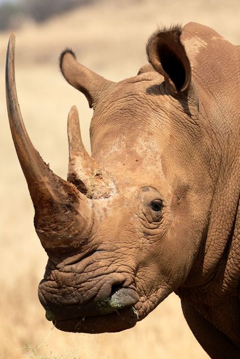 Rhino Facts, African Animals Photography, South African Animals, African Rhino, Regard Animal, White Rhinoceros, Animal Studies, Animal Photography Wildlife, Wild Animals Photography