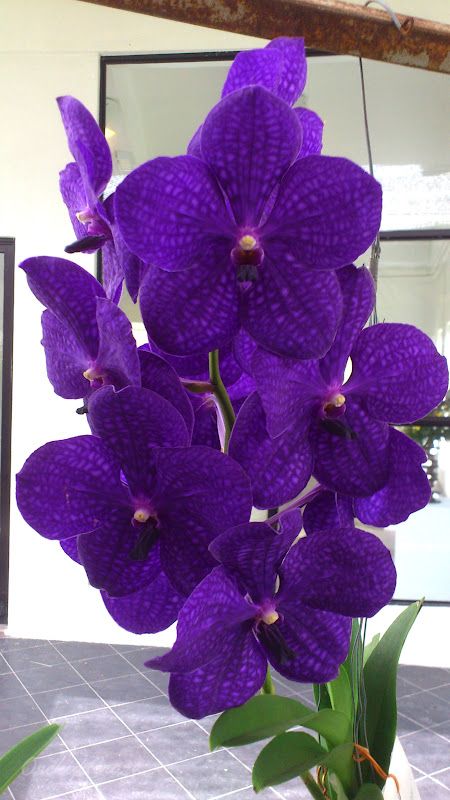 Vanda Thailand Beauty Orchid Growing, Asphalt Texture, Purple Flowers Garden, Vanda Orchids, Orchid Show, Orchids Garden, Purple Wedding Flowers, Flowers Purple, Growing Roses