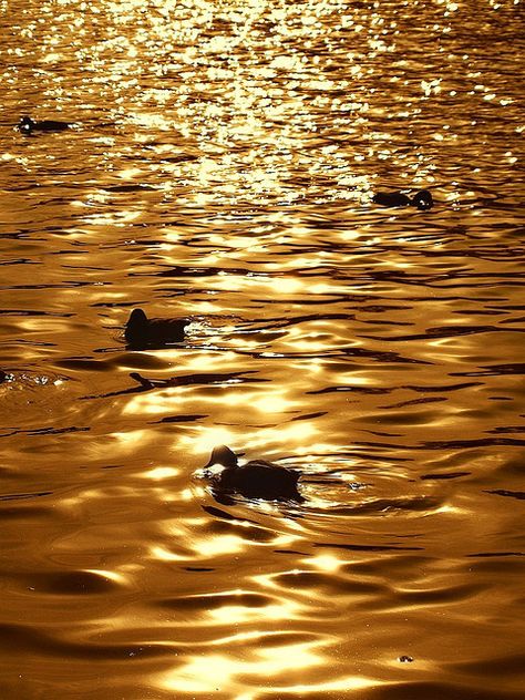 kendrasmiles4u: “Birds’ silhouettes by tanakawho on Flickr. @kendrasmiles4u ” Golden Goddess, Bird Silhouette, Colorful Life, Gold Aesthetic, Golden Glitter, Water Art, Photo Wall Collage, Shades Of Gold, Color Themes