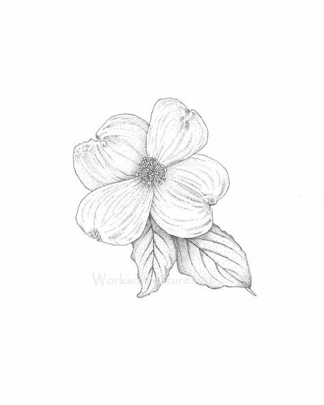 Dogwood Tattoo, Dogwood Flower Tattoos, Dogwood Flower, Dogwood Blossoms, Dogwood Flowers, Magnolia Flower, Tree Tattoo, Black And White Drawing, Trendy Tattoos