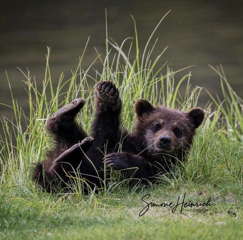 Bear Cub Aesthetic, Black Bear Cubs, Baby Black Bear, Alaskan Wildlife, Baby Cubs, Black Bear Cub, Baby Bears, Sleeping Animals, Bear Photos