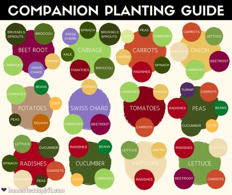 companion plants and reviving dead soil (permaculture forum at permies) Companion Planting Layout, Herb Companion Planting, Planting Layout, Planting Chart, Companion Planting Guide, Companion Planting Chart, Cilantro Plant, Growing Vegetables Indoors, Companion Planting Vegetables