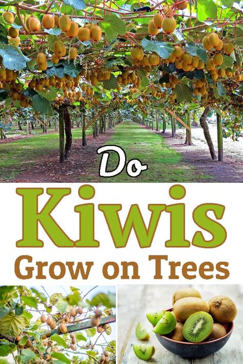 Kiwi Tree How To Grow, Kiwi Plant Trellis, Kiwi Trellis Ideas, Kiwi Plant How To Grow, Fruit Garden Ideas, Kiwi Tree, Growing Kiwi, Kiwi Plant, Kiwi Growing