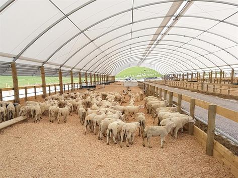 Poultry Farm Buildings, Cow Shed Design, Sheep Shelter, Sheep House, Livestock Barn, Livestock Shelter, Barn Layout, Goat Shelter, Cattle Barn