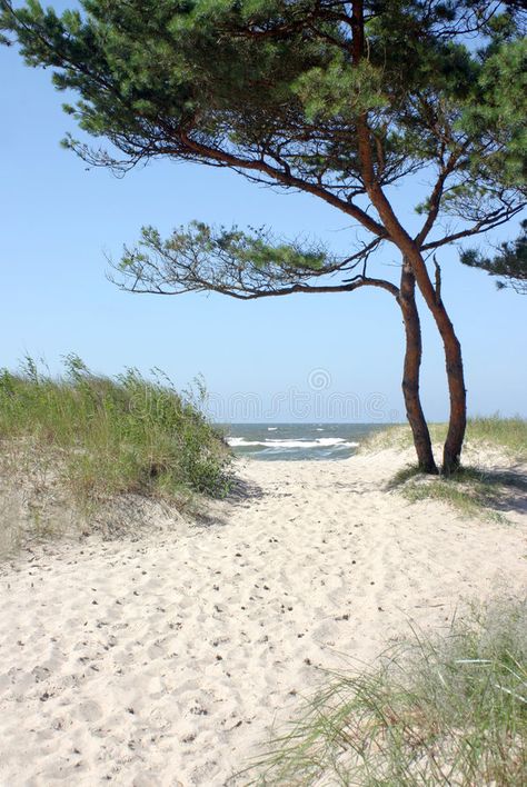 Nature Room, Lake Photoshoot, Beach Path, Tree Identification, Seascape Photography, Landscape Art Painting, Beach Landscape, Landscape Pictures, Landscape Trees