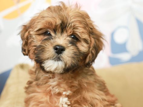 Lhasa-Poos are the cutest little hybrid of Lhasa Apsos and Poodles. These low-shedding little cuties make wonderful companion pets. They are loyal, affectionate and not to mention adorable! Lhasa Poo Puppies, Lhasa Poo, Glendale Az, Poodle Mix, Lhasa Apso, Healthy And Happy, Happy Puppy, Lhasa, New Family