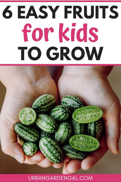 Growing fruits with kids Easy Fruits To Grow In Garden, Fruits You Can Grow Indoors, Easy Fruit To Grow In Garden, Easy Fruit To Grow, Grow Fruit Indoors, Planting Fruit, Fruit Trees In Containers, Garden Fruit, Kids Vegetables