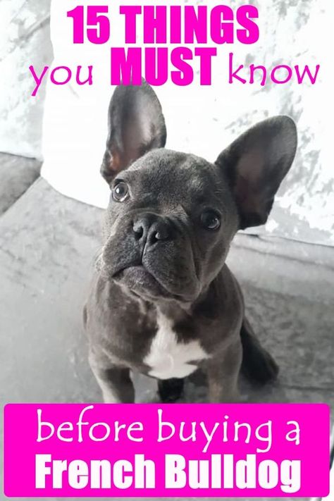 French Bulldog Information, Toy French Bulldog, Bulldog Wallpaper, French Bulldog Names, Dogs Paws, French Bulldog Breed, French Bulldog Facts, Bulldog Breeds, Dogs Lover