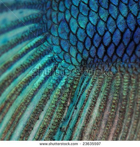 Fish Scales Close Up | Close-up on a fish skin - blue Siamese fighting fish - Betta Splendens ... Mermaid Aesthetic, Fish Scales, Princess Of Power, Young Justice, Betta Fish, Sirens, Under The Sea, The Little Mermaid, Feathers