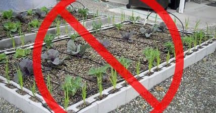 Cinder block gardens have recently become very popular, however a risk of heavy metal poisons from Fly Ash within the concrete may pos... Building Raised Beds, Cinder Block Garden, Childrens Gardening, Cement Blocks, Veg Garden, Cinder Block, Vegetable Garden Design, Raised Bed, Garden Bed