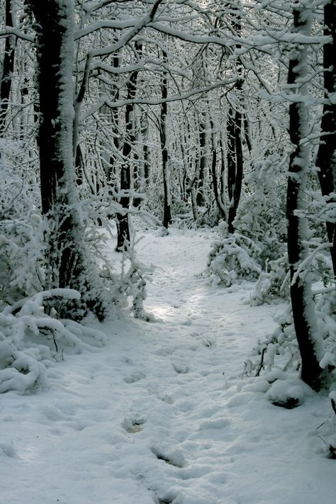 Stopping by woods on a snowy evening... Frozen Forest Aesthetic, Snowy Forest Aesthetic, Snow Forest Aesthetic, Tundra Biome, Snowy Evening, Snow Forest, House Moving, I Love Snow, Snowy Forest