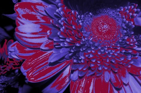 This red, blue and purple flower is an analogous color scheme. This color scheme has cool(blue and purple) and warm(red) colors in it. It is a pretty neat looking flower. Red Purple Color Scheme, Analogous Color, Analogous Color Scheme, Purple Red Color, Purple Color Schemes, Blue Song, Purple Color Palettes, Blue And Purple Flowers, Red Colour Palette