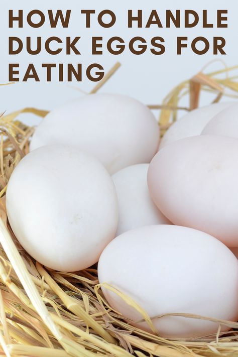 From keeping the eggs clean to storing them properly, it is important to handle duck eggs properly, especially if you plan to eat them. Duck Egg Recipes, Recipes Using Duck Eggs, Backyard Chickens Diy, Cottagecore Recipes, Duck Breeds, Peking Duck, Duck Eggs, Quack Quack, Chicken Diy