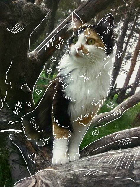 Gato Calico, Katt Grejer, Mask Drawing, Maybe In Another Life, Warrior Cats Art, Silly Cats Pictures, Forest Cat, Cute Cats Photos, Cat Mask