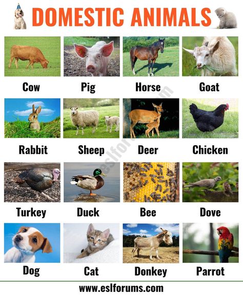 Farm Animals: List of 15+ Popular Farm/ Domestic Animals in English - ESL Forums Domestic Animals Pictures, Domestic And Wild Animals Chart, Domestic Animals Chart For Kids, Pet Animals Chart, Domestic Animals Chart, Pictures Of Farm Animals, Farm Animals List, Animals Name With Picture, Wild Animals List