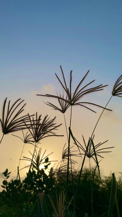 I found this grass in the graveyard Kingdom Plantae, Types Of Grass, Scientific Name, Common Names, Beautiful Pics, The Common, Grasses, Rhodes, Farm Life