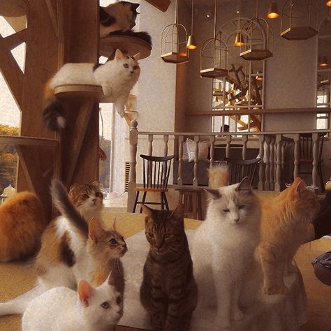 Group Of Cats Aesthetic, Cats Cafe Aesthetic, Japanese Cat Cafe, Cat Cafe Interior, Cat Lady Aesthetic, Cat Cafe Aesthetic, Cottage Core Cat, Butler Cafe, Cat Sunset