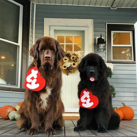 12 Newfies That Are Going To Get All Your Treats On Halloween - mybrownnewfies.com Dog Halloween Costumes Big Dogs, Newfoundland Halloween Costumes, Newfoundland Dog Costumes, Large Dog Costume Ideas, Great Pyrenees Halloween Costume, Dog Costumes Ideas, Cute Dog Costumes Halloween, Halloween For Dogs, Big Dog Costumes Halloween