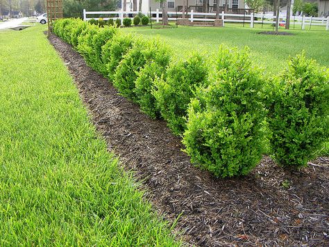 green mountain boxwood Green Mountain Boxwood Hedge, Evergreen Shrubs For Shade, Shrubs For Shade, Green Mountain Boxwood, Evergreens For Shade, Small Evergreen Shrubs, Shrubs For Landscaping, Evergreen Bush, Box Wood Shrub