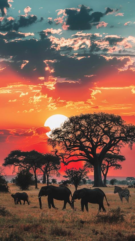 Savannah Africa Landscape, African Savannah Tattoo, African Animals Art, South Africa Nature, African Scenery, Savannah Sunset, South Africa Art, Safari Photos, Africa Sunset