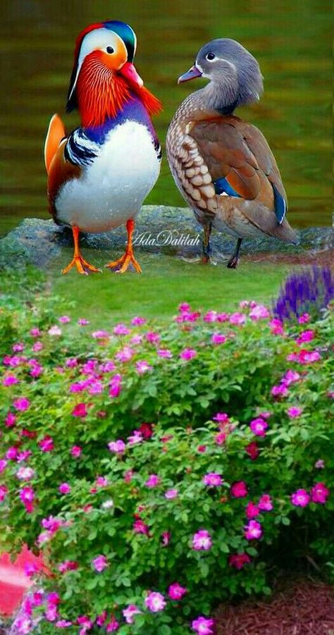 Mandarin Duck, Most Beautiful Birds, Bird Pictures, Exotic Birds, Pretty Birds, Bird Photo, Colorful Birds, Cute Birds, Bird Photography