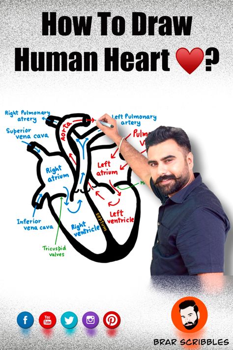 Easy Way To Draw Human Heart, Heart Diagram Drawing Easy, How To Draw Human Heart, Easy Heart Diagram, Heart Diagram Class 10, Heart Diagram Drawing, Simple Heart Diagram, Human Heart Diagram, Heart Step By Step