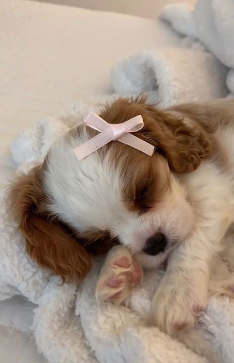 Cute Small Dogs, Cute Dogs Images, Very Cute Puppies, Super Cute Puppies, Cute Animals Puppies, Very Cute Dogs, Really Cute Dogs, Cute Little Puppies, Pretty Dogs