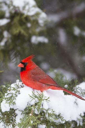 size: 12x8in Photographic Print: Northern Cardinal male in Juniper tree in winter Marion, Illinois, USA. by Richard & Susan Day : Cardinal Photography, Cardinal Birds Art, Interesting Birds, Tree In Winter, Juniper Tree, Winter Cardinal, Rangers Hockey, Bird Sanctuary, Northern Cardinal