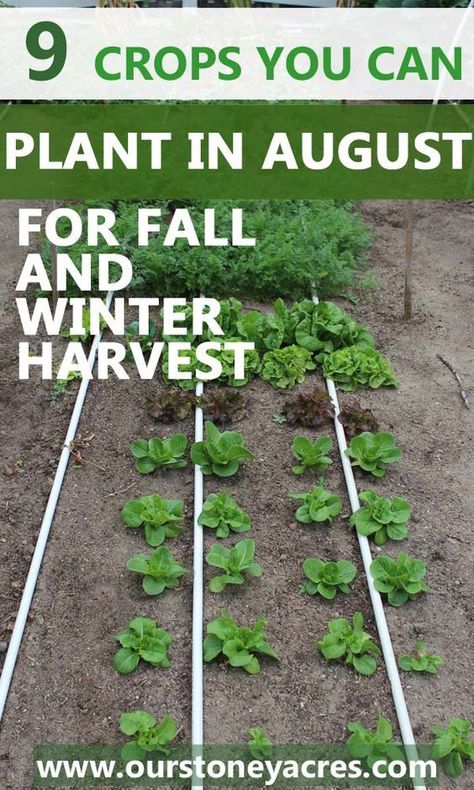 9 crops you can plant in August for fall and winter harvest. This post lets you know what crops you can plant in your garden during August and then harvest all fall and into the winter as well. Garden Plot, Fall Vegetables, Fall Garden Vegetables, Garden Veggies, Veg Garden, School Garden, Have Inspiration, Home Vegetable Garden, The Secret Garden