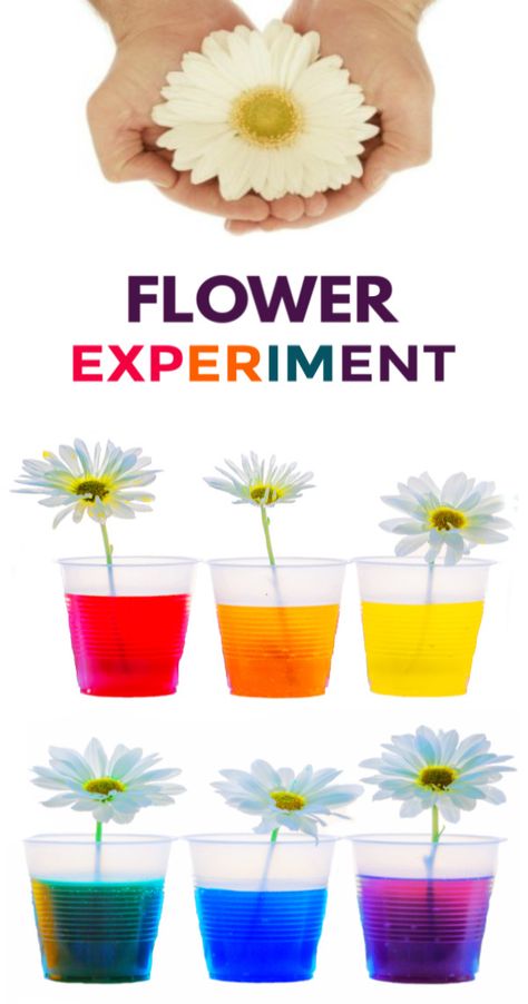 Learn about plants and how they thrive with the color changing flower experiment for kids!  This flower rainbow is made using food coloring and makes a great science fair project for elementary! #rainbowflowers #rainbowflowerexperiment #flowers #colorchangingflowers #flowerexperimentfoodcoloring #flowerexperimentsforkids #dyeingflowers #sciencefairprojects #scienceexperimentskids #growingajeweledrose Science Fair Projects For Elementary 3rd, Psychosocial Activities, Flower Experiment, Elementary Science Experiments, Science Experiments Kids Preschool, Preschool Food, Science Experiments Kids Elementary, Experiments Kids, Flower Rainbow