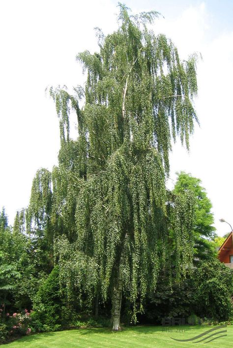 Weeping white bark birch Weeping Birch Tree, Weeping Birch, Acreage Landscaping, Weeping Trees, Betula Pendula, White Birch Trees, Tree Beautiful, Unique Trees, House Landscape