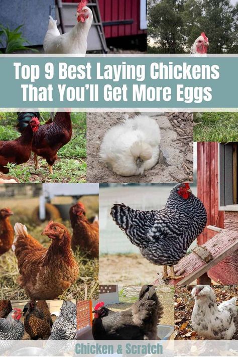 Top 9 Best Laying Chickens That You'll Get More Eggs (Chart) Best Egg Laying Chicken Breeds, Egg Laying Chickens Breeds, Good Egg Laying Chickens, Best Chickens For Laying Eggs, Chicken Eggs Colors Chart, Wild Bunnies, Best Laying Hens, Egg Chart, Chicken Breeds Chart