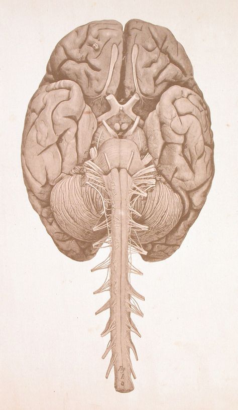 Spinal Cord Drawing, Spinal Cord Anatomy, Murmuration Art, Brain And Spinal Cord, Medical Drawings, Medical Library, Brain Diseases, Repeated Pattern, Medical Student Study