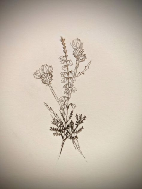 Thistle Heather Tattoo, Feminine Scottish Tattoo, Heather And Thistle Tattoo, Scottish Thistle And Heather Tattoo, Scottish Heather Drawing, Scottish Heather Tattoo Flower, Scottish Themed Tattoos, Thistle Bouquet Tattoo, Tiny Thistle Tattoo